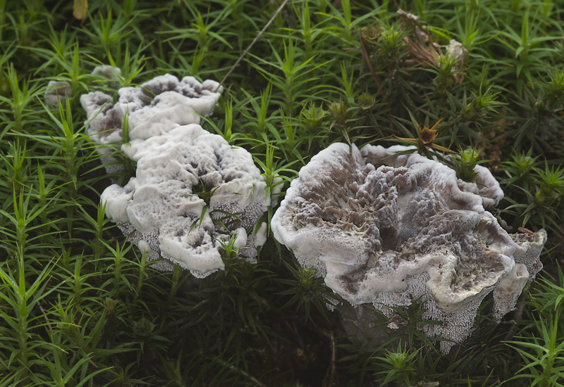 Phellodon confluens